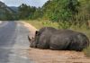 Rwanda : Le Rwanda réintroduit des rhinocéros dans un parc naturel Rwanda : Le Rwanda réintroduit des rhinocéros dans un parc naturel