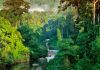 Afrique : une initiative pour restaurer 100 millions d'hectares de forêts d'ici 2030 Afrique : une initiative pour restaurer 100 millions d'hectares de forêts d'ici 2030